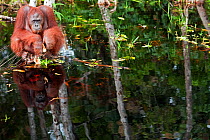 Bornean Orangutan (Pongo pygmaeus wurmbii) sub-adult male 'Oman' sitting on a clump of vegetation in the river feeding. Camp Bulu, Lamandau Nature Reserve, Central Kalimantan, Borneo, Indonesia. July...