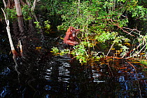 Bornean Orangutan (Pongo pygmaeus wurmbii) female 'Peta' and her baby daughter 'Petra' aged 12 months wading through a river looking for shoots to pull up and feed on - wide angle perspective. Camp Le...