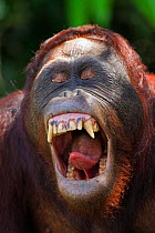 Bornean Orangutan (Pongo pygmaeus wurmbii) sub-adult male 'Pan' yawning - head portrait. Camp Leakey, Tanjung Puting National Park, Central Kalimantan, Borneo, Indonesia. June 2010. Rehabilitated and...