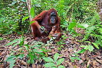 Bornean Orangutan (Pongo pygmaeus wurmbii) female 'Tutut' with her baby son 'Thor' aged 8-9 months feeding on leaves - wide angle perspective. Camp Leakey, Tanjung Puting National Park, Central Kalima...