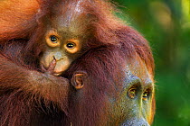 Bornean Orangutan (Pongo pygmaeus wurmbii) female baby 'Petra' aged 12 months riding on her mother 'Peta's' shoulders. Camp Leakey, Tanjung Puting National Park, Central Kalimantan, Borneo, Indonesia....