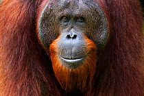 Bornean Orangutan (Pongo pygmaeus wurmbii) young mature male 'Gary' aged 16 years portrait. Camp Leakey, Tanjung Puting National Park, Central Kalimantan, Borneo, Indonesia. July 2010. Rehabilitated a...