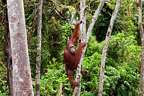 Bornean Orangutan (Pongo pygmaeus wurmbii) sub-adult male 'Oman' sitting in trees. Camp Bulu, Lamandau Nature Reserve, Central Kalimantan, Borneo, Indonesia. July 2010. Rehabilitated and released (or...