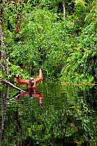 Bornean Orangutan (Pongo pygmaeus wurmbii) sub-adult male wading through water raising his arms to balance as he is unable to swim. Camp Bulu, Lamandau Nature Reserve, Central Kalimantan, Borneo, Indo...
