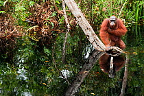 Bornean Orangutan (Pongo pygmaeus wurmbii) sub-adult male wading through water taking care to keep his balance as he is unable to swim. Camp Bulu, Lamandau Nature Reserve, Central Kalimantan, Borneo,...