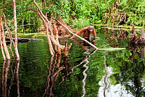 Bornean Orangutan (Pongo pygmaeus wurmbii) sub-adult male wading through water taking care to keep his balance as he is unable to swim. Camp Bulu, Lamandau Nature Reserve, Central Kalimantan, Borneo,...
