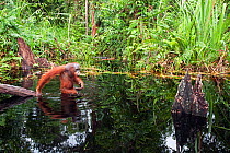 Bornean Orangutan (Pongo pygmaeus wurmbii) sub-adult male wading through water taking care to keep his balance as he is unable to swim - wide angle perspective. Camp Bulu, Lamandau Nature Reserve, Cen...