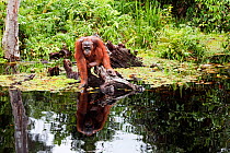 Bornean Orangutan (Pongo pygmaeus wurmbii) sub-adult male about to enter the water. Camp Bulu, Lamandau Nature Reserve, Central Kalimantan, Borneo, Indonesia. July 2010. Rehabilitated and released (or descended from) since 1998.