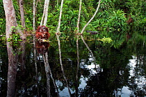 Bornean Orangutan (Pongo pygmaeus wurmbii) sub-adult male 'Oman' sitting on a clump of vegetation in the river feeding - wide angle perspective. Camp Bulu, Lamandau Nature Reserve, Central Kalimantan,...