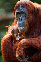 Bornean Orangutan (Pongo pygmaeus wurmbii) female 'Tutut' sitting with her sleeping baby 'Thor' aged 8-9 months. Camp Leakey, Tanjung Puting National Park, Central Kalimantan, Borneo, Indonesia. July...