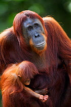 Bornean Orangutan (Pongo pygmaeus wurmbii) female 'Tutut' sitting with her baby son 'Thor' aged 8-9 months. Camp Leakey, Tanjung Puting National Park, Central Kalimantan, Borneo, Indonesia. July 2010....