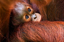 Bornean Orangutan (Pongo pygmaeus wurmbii) male baby 'Thor' aged 8-9 months being cradled by his mother 'Tutut'. Camp Leakey, Tanjung Puting National Park, Central Kalimantan, Borneo, Indonesia. July...