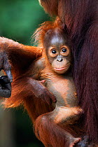 Bornean Orangutan (Pongo pygmaeus wurmbii) male baby 'Thor' aged 8-9 months being cradled by his mother 'Tutut' - portrait. Camp Leakey, Tanjung Puting National Park, Central Kalimantan, Borneo, Indon...