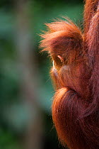 Bornean Orangutan (Pongo pygmaeus wurmbii) male baby 'Thor' aged 8-9 months looking away. Camp Leakey, Tanjung Puting National Park, Central Kalimantan, Borneo, Indonesia. July 2010. Rehabilitated and...