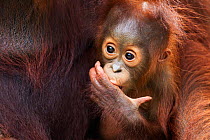 Bornean Orangutan (Pongo pygmaeus wurmbii) male baby 'Thor' aged 8-9 months sucking his hands and feet - portrait. Camp Leakey, Tanjung Puting National Park, Central Kalimantan, Borneo, Indonesia. Jul...