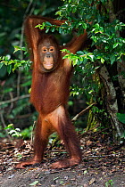 Bornean Orangutan (Pongo pygmaeus wurmbii) adolescent male 'Percy' standing supported by a tree. Camp Leakey, Tanjung Puting National Park, Central Kalimantan, Borneo, Indonesia. July 2010. Rehabilita...