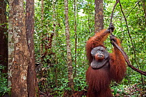 Bornean Orangutan (Pongo pygmaeus wurmbii) mature male 'Doyok' standing holding a liana - wide angle perspective. Pondok Tanggui, Tanjung Puting National Park, Central Kalimantan, Borneo, Indonesia. J...