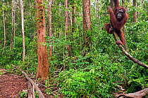 Bornean Orangutan (Pongo pygmaeus wurmbii) mature female 'Rani' clinging to a liana - wide angle perspective. Camp Leakey, Tanjung Puting National Park, Central Kalimantan, Borneo, Indonesia. June 201...