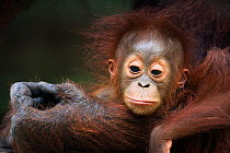 Bornean Orangutan (Pongo pygmaeus wurmbii) male baby 'Thor' aged 8-9 months portrait. Camp Leakey, Tanjung Puting National Park, Central Kalimantan, Borneo, Indonesia. July 2010. Rehabilitated and rel...
