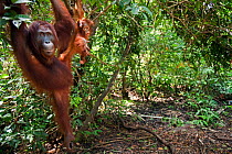 Bornean Orangutan (Pongo pygmaeus wurmbii) female 'Peta' and her daughter 'Petra' aged 12 months hanging from a tree branch - wide angle perspective. Camp Leakey, Tanjung Puting National Park, Central...