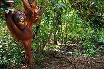 Bornean Orangutan (Pongo pygmaeus wurmbii) female 'Peta' and her daughter 'Petra' aged 12 months hanging from a tree branch - wide angle perspective. Camp Leakey, Tanjung Puting National Park, Central...