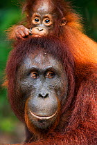 Bornean Orangutan (Pongo pygmaeus wurmbii) female 'Peta' carrying her daughter 'Petra' aged 12 months on her back. Camp Leakey, Tanjung Puting National Park, Central Kalimantan, Borneo, Indonesia. Jul...