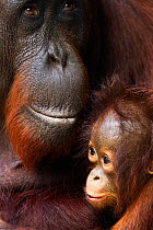 Bornean Orangutan (Pongo pygmaeus wurmbii) female 'Yuni' and her baby aged 3-6 months - portrait. Camp Leakey, Tanjung Puting National Park, Central Kalimantan, Borneo, Indonesia. July 2010. Rehabilit...
