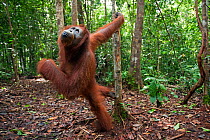 Bornean Orangutan (Pongo pygmaeus wurmbii) female 'Linda' leaning out from a tree - wide angle perspective. Pondok Tanggui, Tanjung Puting National Park, Central Kalimantan, Borneo, Indonesia. June 20...