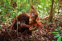 Bornean Orangutan (Pongo pygmaeus wurmbii) male baby 'Thor' aged 8-9 months swinging from a liana while his mother 'Tutut' is digging for roots to eat - wide angle perspective. Camp Leakey, Tanjung Pu...