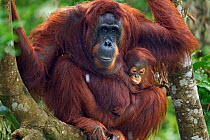 Bornean Orangutan (Pongo pygmaeus wurmbii) female 'Tutut' with her son 'Thor' aged 8-9 months sheltering from the rain. Camp Leakey, Tanjung Puting National Park, Central Kalimantan, Borneo, Indonesia...