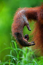 Bornean Orangutan (Pongo pygmaeus wurmbii) female 'Peta' close-up of hand. Camp Leakey, Tanjung Puting National Park, Central Kalimantan, Borneo, Indonesia. July 2010. Rehabilitated and released (or d...