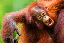 Bornean Orangutan (Pongo pygmaeus wurmbii) female baby 'Petra' aged 12 months yawning - portrait. Camp Leakey, Tanjung Puting National Park, Central Kalimantan, Borneo, Indonesia. July 2010. Rehabilit...
