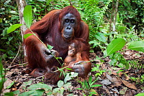 Bornean Orangutan (Pongo pygmaeus wurmbii) female 'Tutut' with her baby son 'Thor' aged 8-9 months feeding on leaves - wide angle perspective. Camp Leakey, Tanjung Puting National Park, Central Kalima...