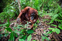 Bornean Orangutan (Pongo pygmaeus wurmbii) female 'Tutut' feeding her baby son 'Thor' aged 8-9 months regurgitated leaves - wide angle perspective. Camp Leakey, Tanjung Puting National Park, Central K...