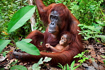 Bornean Orangutan (Pongo pygmaeus wurmbii) female 'Tutut' sitting with her baby son 'Thor' aged 8-9 months - wide angle perspective. Camp Leakey, Tanjung Puting National Park, Central Kalimantan, Born...