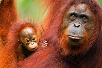 Bornean Orangutan (Pongo pygmaeus wurmbii) female 'Tata' and her unnamed baby aged 2-3 months portrait. Camp Leakey, Tanjung Puting National Park, Central Kalimantan, Borneo, Indonesia. June 2010. Reh...