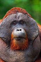 Bornean Orangutan (Pongo pygmaeus wurmbii). Pondok Tanggui, Tanjung Puting National Park, Central Kalimantan, Borneo, Indonesia. June 2010. Rehabilitated and released (or descended from) between 1971...