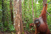 Bornean Orangutan (Pongo pygmaeus wurmbii) mature male 'Doyok' standing holding a liana while a male juvenile approaches from behind - wide angle perspective. Pondok Tanggui, Tanjung Puting National P...