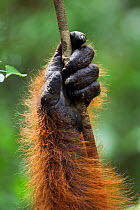 Bornean Orangutan (Pongo pygmaeus wurmbii) mature male 'Doyok's' hand holding a liana(Pongo pygmaeus wurmbii). Pondok Tanggui, Tanjung Puting National Park, Central Kalimantan, Borneo, Indonesia. June...