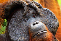 Bornean Orangutan (Pongo pygmaeus wurmbii) mature male 'Doyok' head portrait. Pondok Tanggui, Tanjung Puting National Park, Central Kalimantan, Borneo, Indonesia. June 2010. Rehabilitated and released...