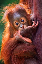 Bornean Orangutan (Pongo pygmaeus wurmbii) male baby 'Thor' aged 8-9 months playing with his feet. Camp Leakey, Tanjung Puting National Park, Central Kalimantan, Borneo, Indonesia. July 2010. Rehabili...