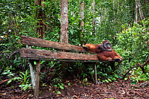 Bornean Orangutan (Pongo pygmaeus wurmbii) mature male 'Doyok' sitting on bench made for tourists - wide angle perspective. Pondok Tanggui, Tanjung Puting National Park, Central Kalimantan, Borneo, In...