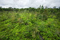 Regrowth of rainforest on reclaimed land previously cleared by slash and burn agriculture. Pondok Tanggui, Tanjung Puting National Park, Central Kalimantan, Borneo, Indonesia. June 2010.