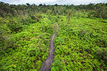 Regrowth of rainforest on reclaimed land previously cleared by slash & burn agriculture. Pondok Tanggui, Tanjung Puting National Park, Central Kalimantan, Borneo, Indonesia. June 2010.