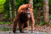 Bornean Orangutan (Pongo pygmaeus wurmbii) female 'Princess' walking along a trail carrying her daughter 'Putri' aged 2 years on her back. Camp Leakey, Tanjung Puting National Park, Central Kalimantan...