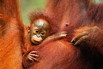 Bornean Orangutan (Pongo pygmaeus wurmbii) baby aged 2-3 months belonging to Tata not yet named. Camp Leakey, Tanjung Puting National Park, Central Kalimantan, Borneo, Indonesia. June 2010. Rehabilita...