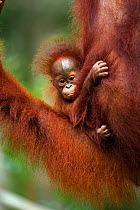 Bornean Orangutan (Pongo pygmaeus wurmbii) baby aged 2-3 months belonging to Tata not yet named. Camp Leakey, Tanjung Puting National Park, Central Kalimantan, Borneo, Indonesia. June 2010. Rehabilita...