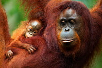 Bornean Orangutan (Pongo pygmaeus wurmbii) female 'Tata' and her unnamed baby aged 2-3 months portrait. Camp Leakey, Tanjung Puting National Park, Central Kalimantan, Borneo, Indonesia. June 2010. Reh...
