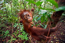 Bornean Orangutan (Pongo pygmaeus wurmbii) male baby 'Thor' aged 8-9 months swinging from a liana - wide angle perspective. Camp Leakey, Tanjung Puting National Park, Central Kalimantan, Borneo, Indon...