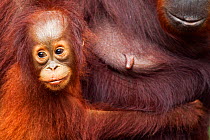 Bornean Orangutan (Pongo pygmaeus wurmbii) female baby 'Gita' aged 2 years holding on to her mother 'Gara'. Camp Leakey, Tanjung Puting National Park, Central Kalimantan, Borneo, Indonesia. June 2010....